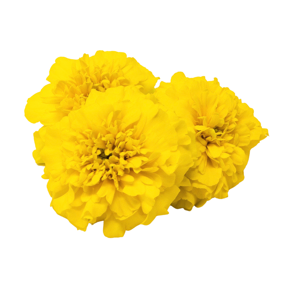 Tagetes