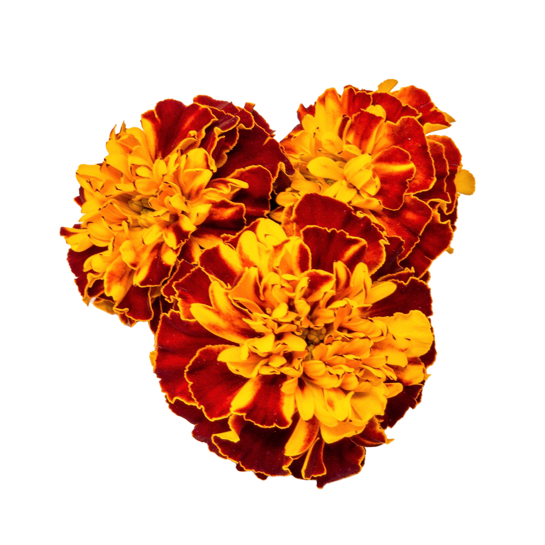Tagetes