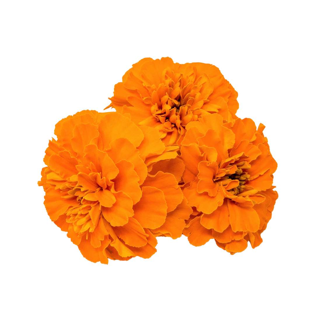 Tagetes
